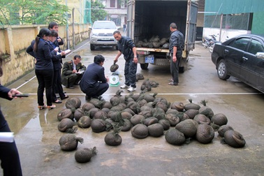 Bắt vụ vận chuyển tê tê trái phép lớn nhất từ trước tới nay